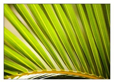 Palm Leaf Abstract 3